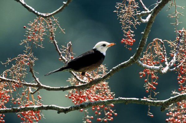 Ardıç Ağacıyla Ardıç Kuşu