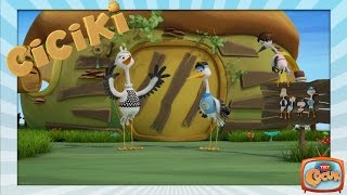 Ciciki – Gez Doğayı Şarkısı